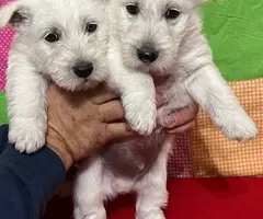 2 male Scottie puppies for sale