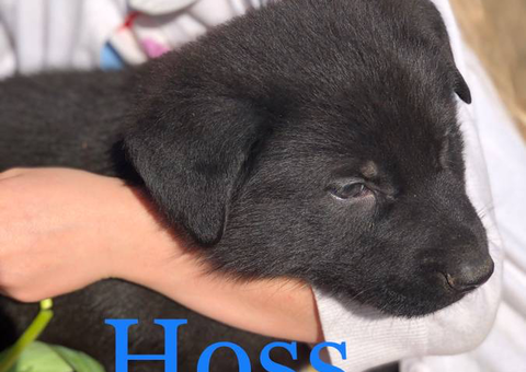 AKC registered German Shepherd puppies