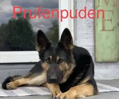 AKC registered German Shepherd puppies - 6