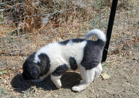 Pure Akita puppies for sale