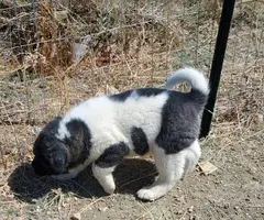 Pure Akita puppies for sale - 1
