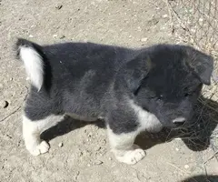 Pure Akita puppies for sale - 3
