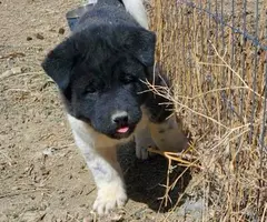 Pure Akita puppies for sale - 4
