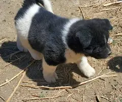 Pure Akita puppies for sale - 5
