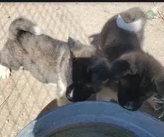 Pure Akita puppies for sale - 6