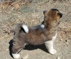Pure Akita puppies for sale - 7