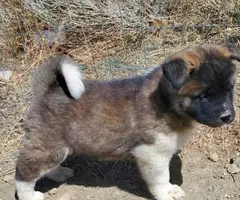 Pure Akita puppies for sale - 8