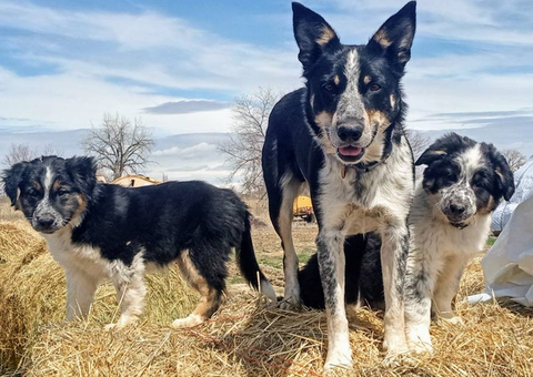 Amazing Border Aussie Mix Puppies