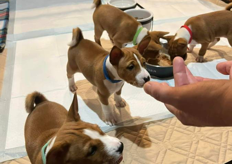 Purebred Basenji puppies for sale