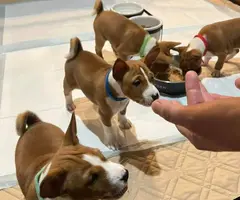 Purebred Basenji puppies for sale