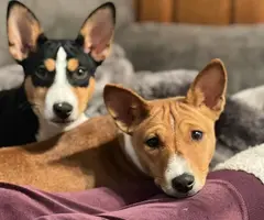Purebred Basenji puppies for sale - 2