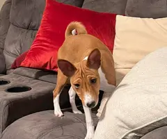 Purebred Basenji puppies for sale - 3