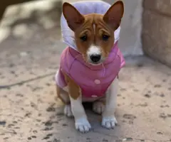 Purebred Basenji puppies for sale - 4