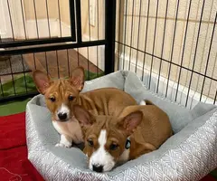 Purebred Basenji puppies for sale - 5