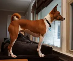 Purebred Basenji puppies for sale - 6