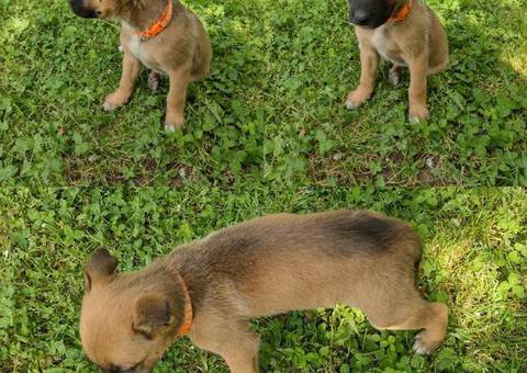 6 German Sheprador puppies