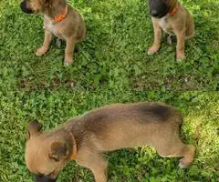 6 German Sheprador puppies