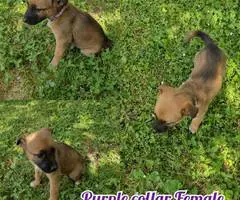 6 German Sheprador puppies - 4