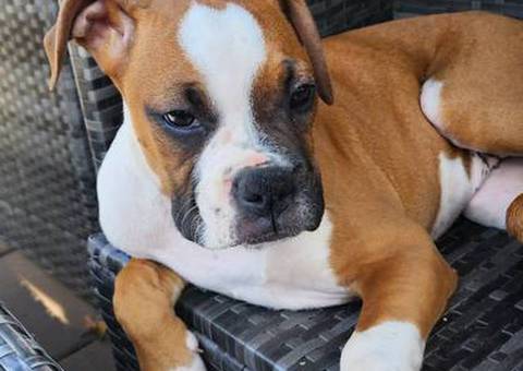 Cute Boxer Puppies for sale