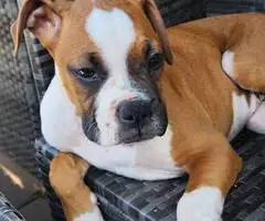 Cute Boxer Puppies for sale - 1