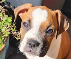 Cute Boxer Puppies for sale - 2