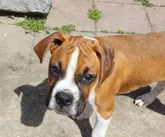 Cute Boxer Puppies for sale - 3