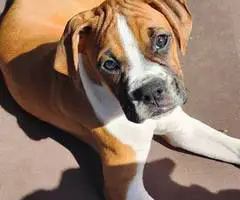 Cute Boxer Puppies for sale - 4