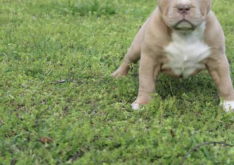 3 ABKC American Bully puppies for sale