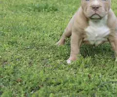 3 ABKC American Bully puppies for sale - 1