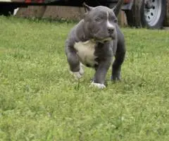 3 ABKC American Bully puppies for sale - 2