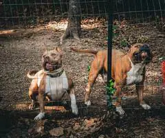 3 ABKC American Bully puppies for sale - 3