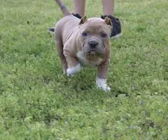 3 ABKC American Bully puppies for sale - 5