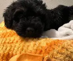 3 cheap Schnoodle puppies - 2