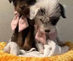 3 cheap Schnoodle puppies - 4