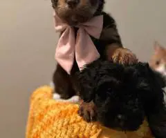 3 cheap Schnoodle puppies - 6