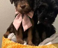3 cheap Schnoodle puppies - 7