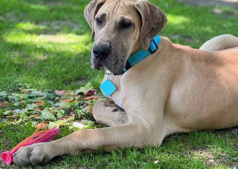 Great Dane Puppy 'Scooby' Needs Loving Home