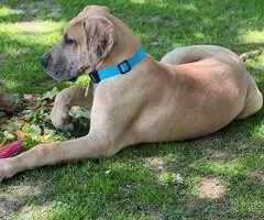 Great Dane Puppy 'Scooby' Needs Loving Home - 2