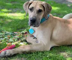 Great Dane Puppy 'Scooby' Needs Loving Home - 4