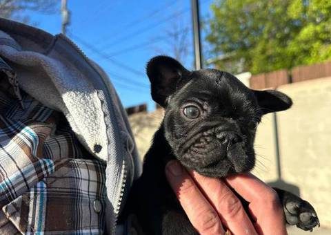2 male French bulldog puppies for sale