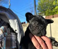 2 male French bulldog puppies for sale