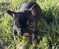 2 male French bulldog puppies for sale - 2