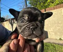 2 male French bulldog puppies for sale - 3