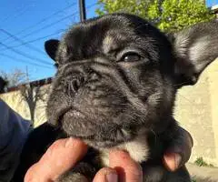 2 male French bulldog puppies for sale - 4