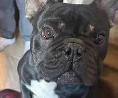 2 male French bulldog puppies for sale - 5