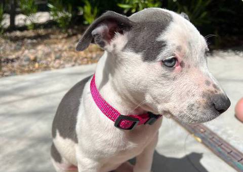 Pitbull puppies ready for new homes