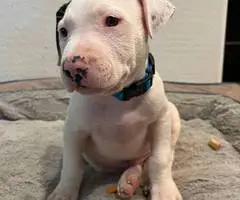 Pitbull puppies ready for new homes - 4