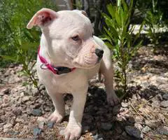 Pitbull puppies ready for new homes - 7