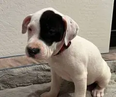 Pitbull puppies ready for new homes - 8
