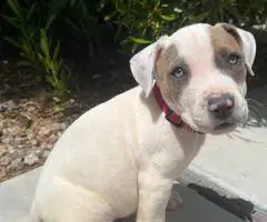 Pitbull puppies ready for new homes - 11